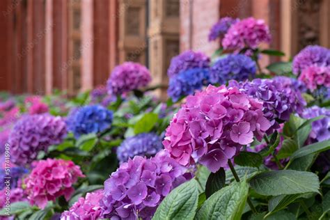 Stunning pink, blue and purple hydrangeas, photographed in the John Madejski Garden courtyard at ...