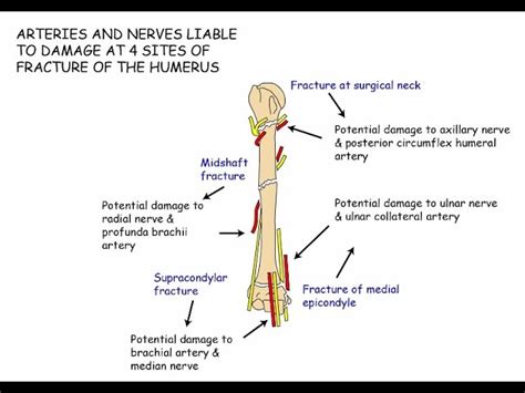 Groove For Ulnar Nerve Humerus