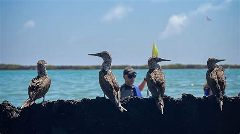 Tour De Kayak A Tintoreras Agencia Darwin Scuba Dive Tours Diarios