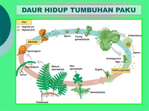 Perkembangbiakan Tumbuhan Paku