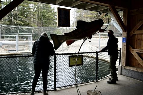 Dry Mills Hatchery - Pineland Farms, Inc.