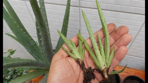 How To Grow Aloe Vera Youtube