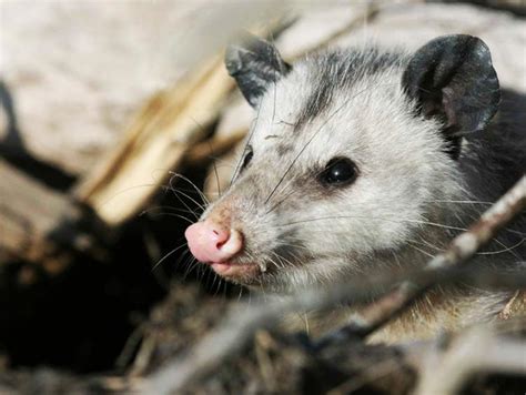 Opossum Removal Services