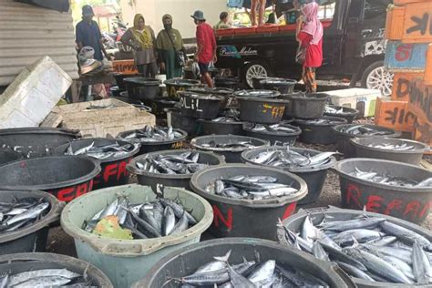 Harga Ikan Murah Sebagian Besar Nelayan Ujung Pesisi Pilih Tak Melaut