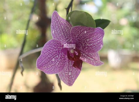 Selective Focus Of Pink Doritaenopsis Phalaenopsis Orchids In The