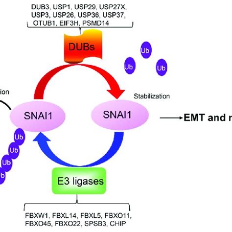 The Ubiquitination And De Ubiquitination Of Snai Snai Is Degraded By