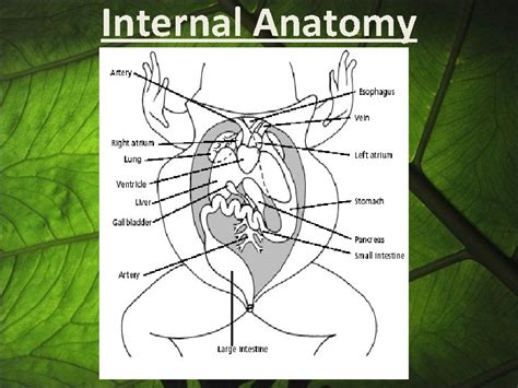 Frog Anatomy External Anatomy External nares or nostrils