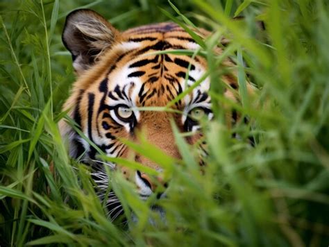 Premium Ai Image Tiger Hiding In Tall Grass