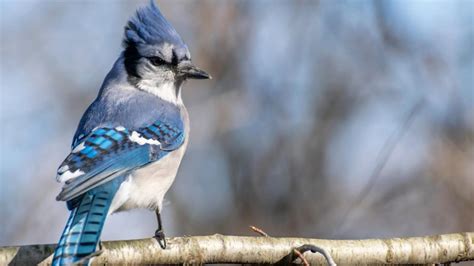 The Symbolism of Blue Jays: 6 Different Meanings