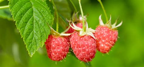 How To Prune Blackberries And Raspberries