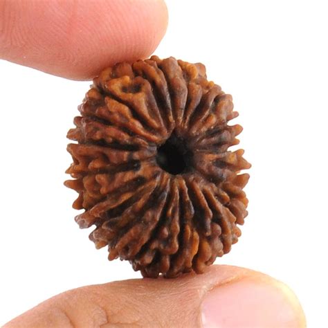 Brown Irregular Shape Mukhi Nepali Rudraksha Bead Size To Mm