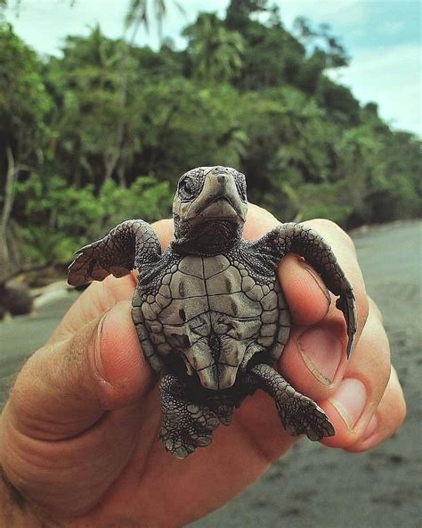 Pin By Jacques Cleda On Funny Cute Turtles Cute Baby Animals Baby