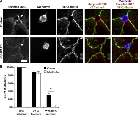 IQGAP1 Is Required For The Targeted Recycling Of The LBRC A HUVECs