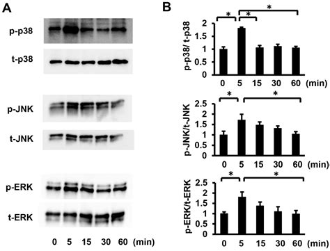 Ijms Free Full Text Porphyromonas Gingivalis Lipopolysaccharides