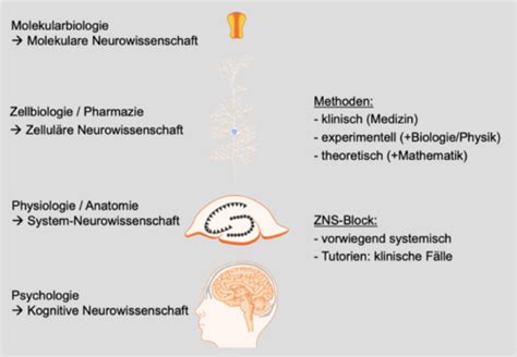 KV 1 Einführung ZNS Block Physiologie Karteikarten Quizlet