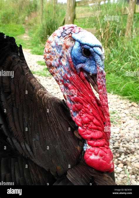 Male Turkey Hi Res Stock Photography And Images Alamy