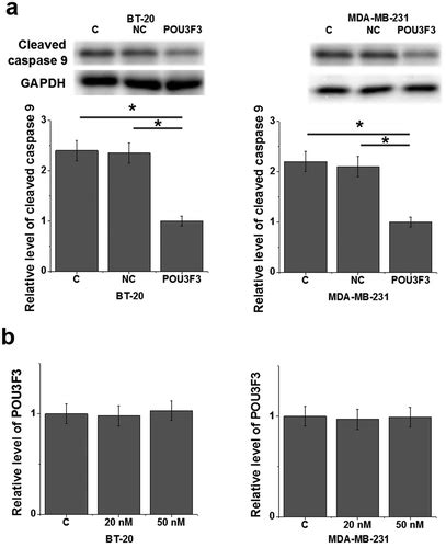 Full Article Lncrna Pou F Promotes Proliferation And Inhibits