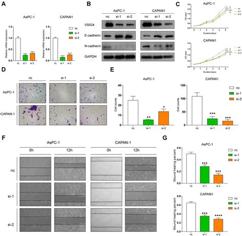 VSIG4 Contributes To Proliferation And Migration Of PDAC Cells In