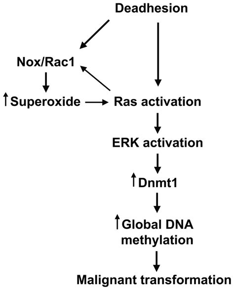 Stress Condition And Its Relation With Ras Rac Mek Erk Signaling