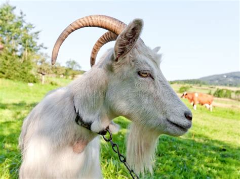 Bleating baby milk goat stock image. Image of goat, standing - 38598227