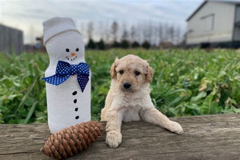 August Goldendoodle Puppy For Sale Near South Bend Michiana Indiana