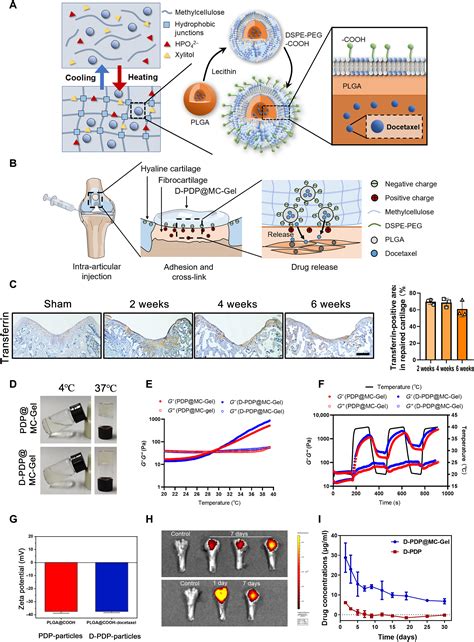 Articular Fibrocartilage Targeted Therapy By Microtubule Stabilization