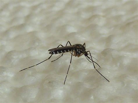 Aedes Koreicus La Zanzara Che Resiste Al Freddo