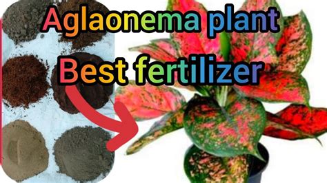 Aglaonema Plant Best Fertilizer Aglaonema Plant Care SkRahman2M