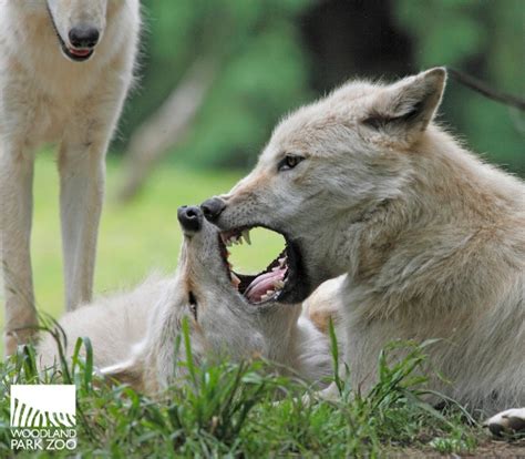 Wonderfully Wild Wednesday: Wolf Bite