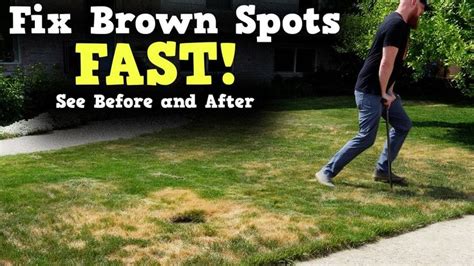 fix brown spots in grass! 2 Easy Steps. brown grass to green grass in ...