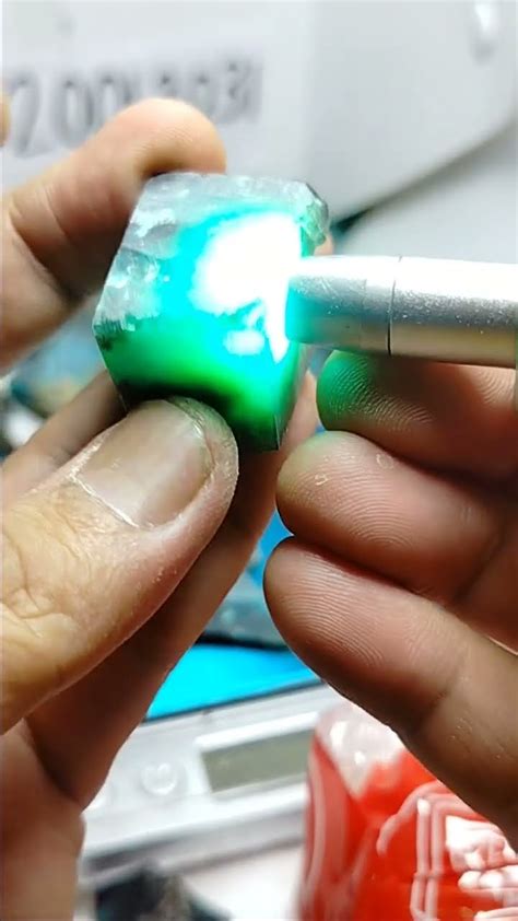 Bacan Coklat Size Jumbo Mumbul Potensi Giwang Harga Murah Dikualitasnya