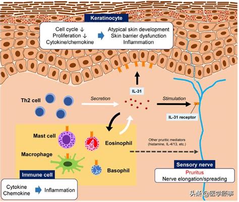 Il R Nemolizumab