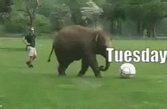 Tuesday Funny Animals GIF - Tuesday Funny Animals Elephants - Discover ...