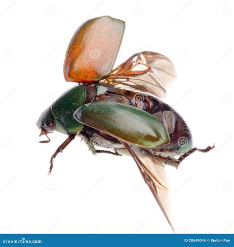 Flying Insect Scarab Beetle Stock Photo Image Of Nature Green 20649044