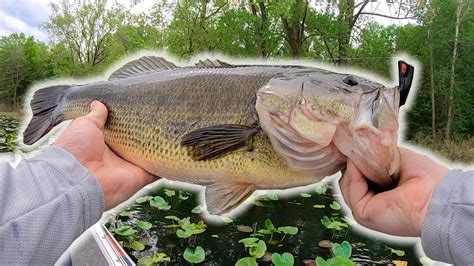 Catching HUGE Bass On TOPWATER FROG In THICK Cover Crazy Action YouTube