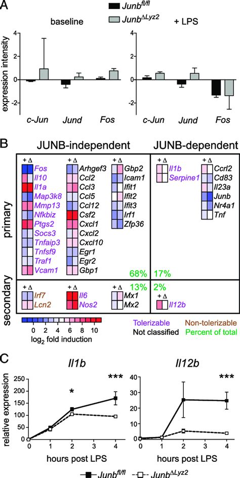 Junb Affects Late Transcription Of Primary And Secondary Genes A Download Scientific Diagram