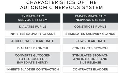 Sympathetic vs. Parasympathetic Nervous Systems | WHOOP