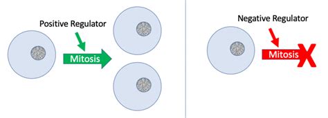 Control Of The Cell Cycle Mhcc Biology 112 Biology For Health