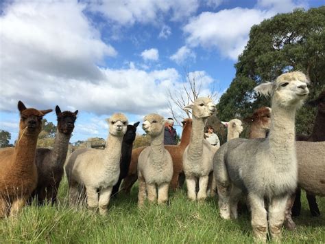 Alpaca Farm 1 Hour Tour