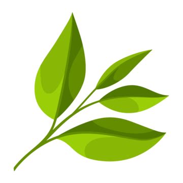 Green Tea Leaf Vector Png Infoupdate Org