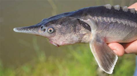 SCIENTISTS ACCIDENTALLY CREATE NEW FISH HYBRID - Coastal Angler & The ...