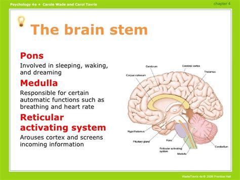 Brain Functions Powerpoint