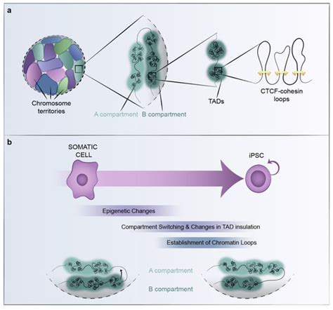 Cells Free Full Text Epigenetics Enhancer Function And D