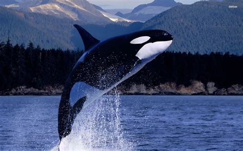 Orca Wallpaper ·① Wallpapertag