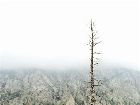 Fotos gratis paisaje árbol naturaleza bosque desierto rama