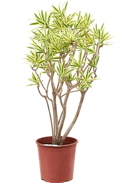 Pleomele Dracaena Reflexa Song Of Sri Lanka Luwasa Greenstyling Online