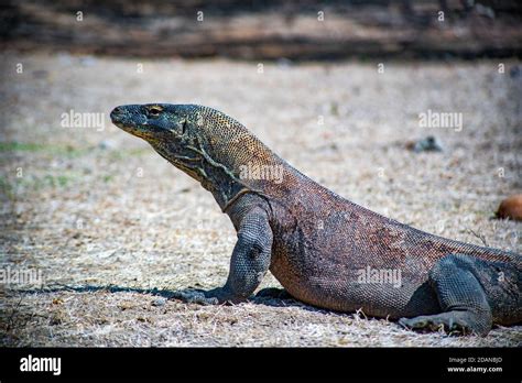 Preda Del Drago Di Komodo Immagini E Fotografie Stock Ad Alta