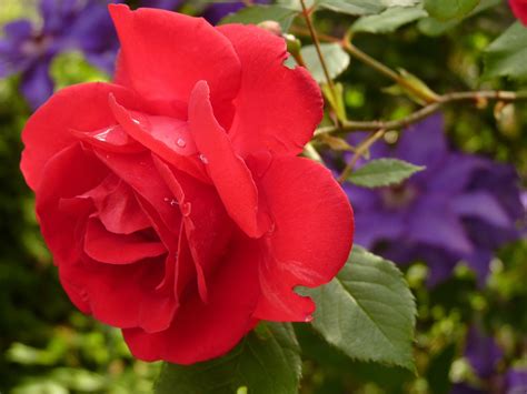 Roseiras Cultivar Como Produzir Mudas De Roseiras Por Estaca