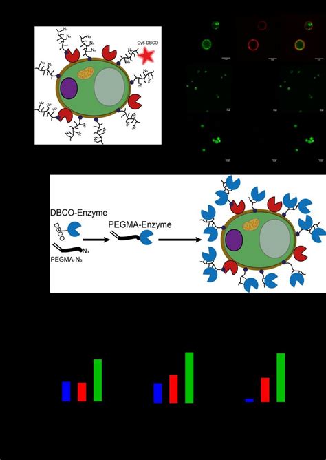 Biorthogonal Functionalization Of Yeast Cells Through Click Chemistry