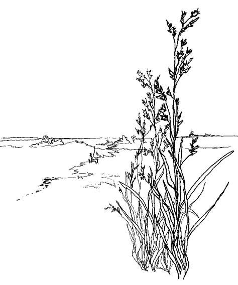 Prairie Grass Coloring Page Coloring Pages